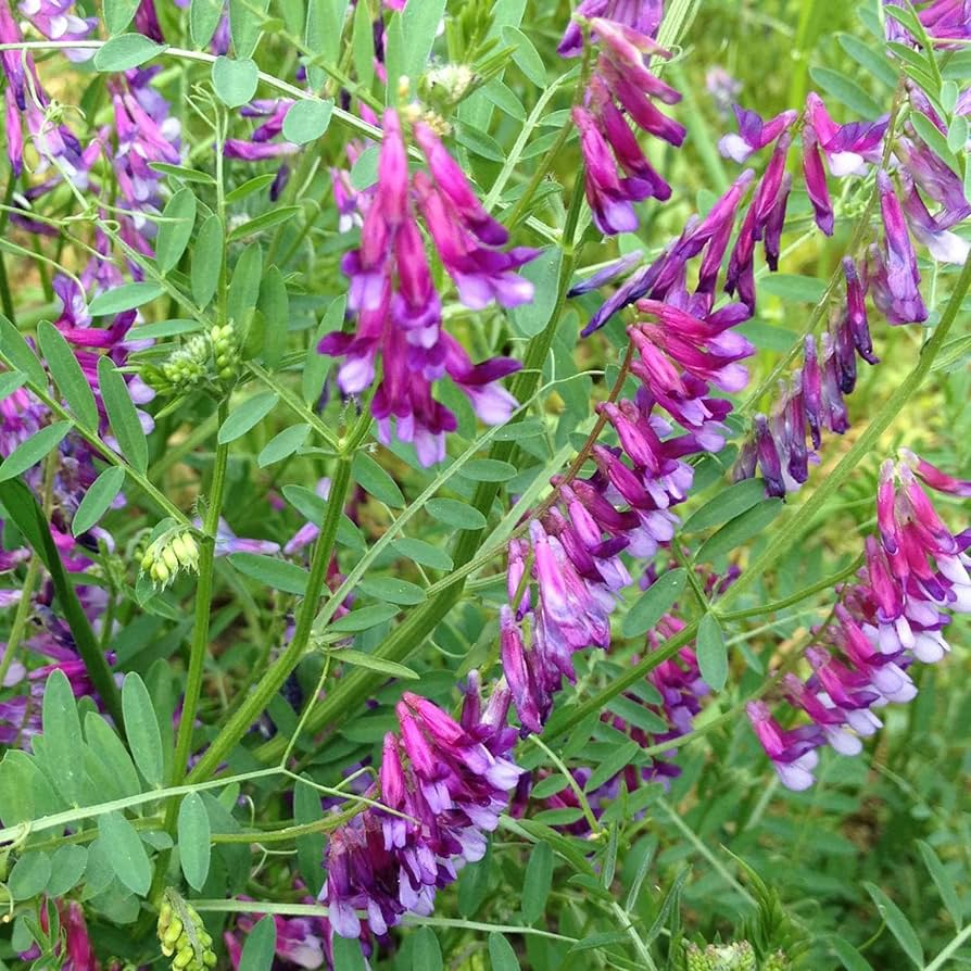 Pygmyflower Vetch Seeds (Vicia minutiflora) - 15 Seeds, Ground Cover, Pollinator-Friendly