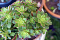 Aeonium decorum 'Green' Bare Root Succulent 2" Pair - Rosette, Drought-Tolerant