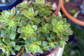 Aeonium decorum 'Green' Bare Root Succulent 2" Pair - Rosette, Drought-Tolerant