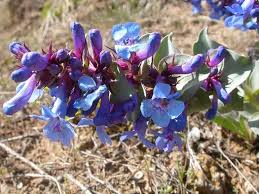 Penstemon Nitidus Seeds - Waxleaf Penstemon (Drought-Tolerant Native Wildflower) 100mg