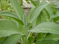 Sage Seeds | Salvia officinalis - Heirloom, Non-GMO, 50 Seeds