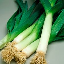 American Flag Leek Seeds (Allium ampeloprasum) - 300mg 200 Seeds, Heirloom, Non-GMO