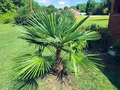 Windmill Palm Seeds (Trachycarpus fortunei) - 10 Fresh Seeds, Cold Hardy Fan Palm