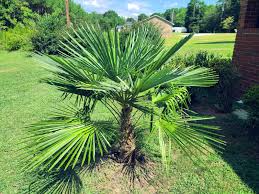 Windmill Palm Seeds (Trachycarpus fortunei) - 10 Fresh Seeds, Cold Hardy Fan Palm