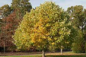 Tulip Poplar Tree Cuttings (Liriodendron tulipifera) - 7 Live 12" Cuttings for Fast-Growing Shade
