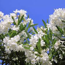 Oleander Tree 'White' - 7 Live 6" Unrooted Cuttings, Fragrant White Flowers