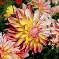 Dahlia Caribbean Fantasy Tuber - Peach Yellow Red Blooms | Fast-Growing Starter Plant