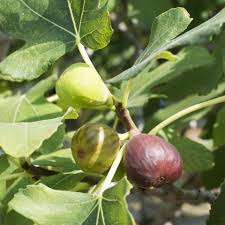 Celeste (Sugar) Fig Seeds - 100+ Heirloom Ficus carica Seeds for Container or Garden Growing