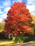 Red Maple Tree Seedlings (Acer rubrum) - 8-12" Live Starter Trees for Landscaping