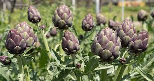 Artichoke Green Globe Seeds - 500mg | Heirloom Cynara scolymus for Gardens & Containers