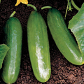 Diva Cucumber Seeds | Hybrid, Non-GMO | Burpless, Seedless | 58 Days