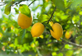 Sweet Lime Lemon Seeds - Low-Acid Citrus, Self-Pollinating, Fragrant