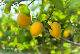 Sweet Lime Lemon Seeds - Low-Acid Citrus, Self-Pollinating, Fragrant