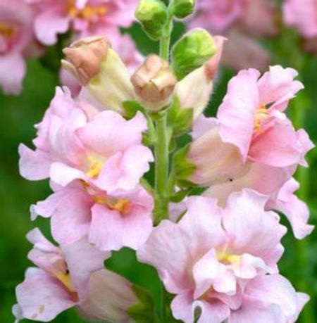 Antirrhinum majus Madame Butterfly Pink Snapdragon Seeds – 1000+ Seeds, Double-Petaled Pink, For Garden & Cut Flowers