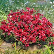 Candy Showers Mix Snapdragon Seeds (Antirrhinum majus) - 1000+ Seeds, Trailing Cascade, Mixed Colors