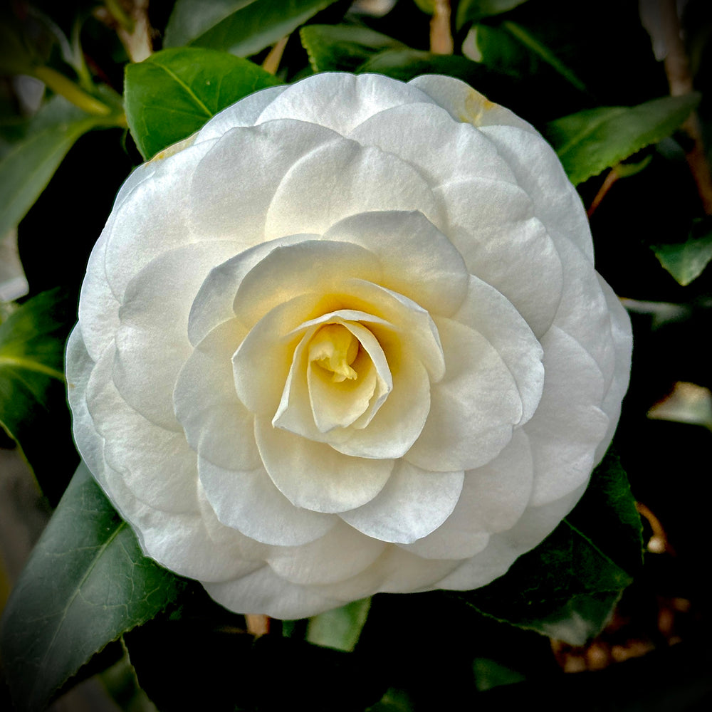 White by the Gate Camellia Japonica Starter Plant – Well-Rooted Evergreen Shrub (Zones 7-10)