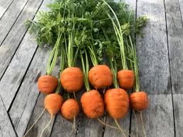 1000+ Tonda di Parigi Carrot Seeds – Heirloom Round Baby Carrots, Fast 50-60 Days