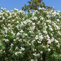 Oleander White Live Cuttings - 7 Unrooted 6" Cuttings, Fast-Growing Evergreen Shrub, White Flowers, USDA Zones 8-10