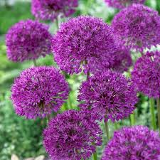 Purple Sensation Allium aflatunense Seeds - 10 Seeds, 24-36" Tall, 4-6" Flowers