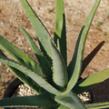 Aloe Vera Barbadensis Starter Plant with Pot – Rooted, Easy Care Succulent