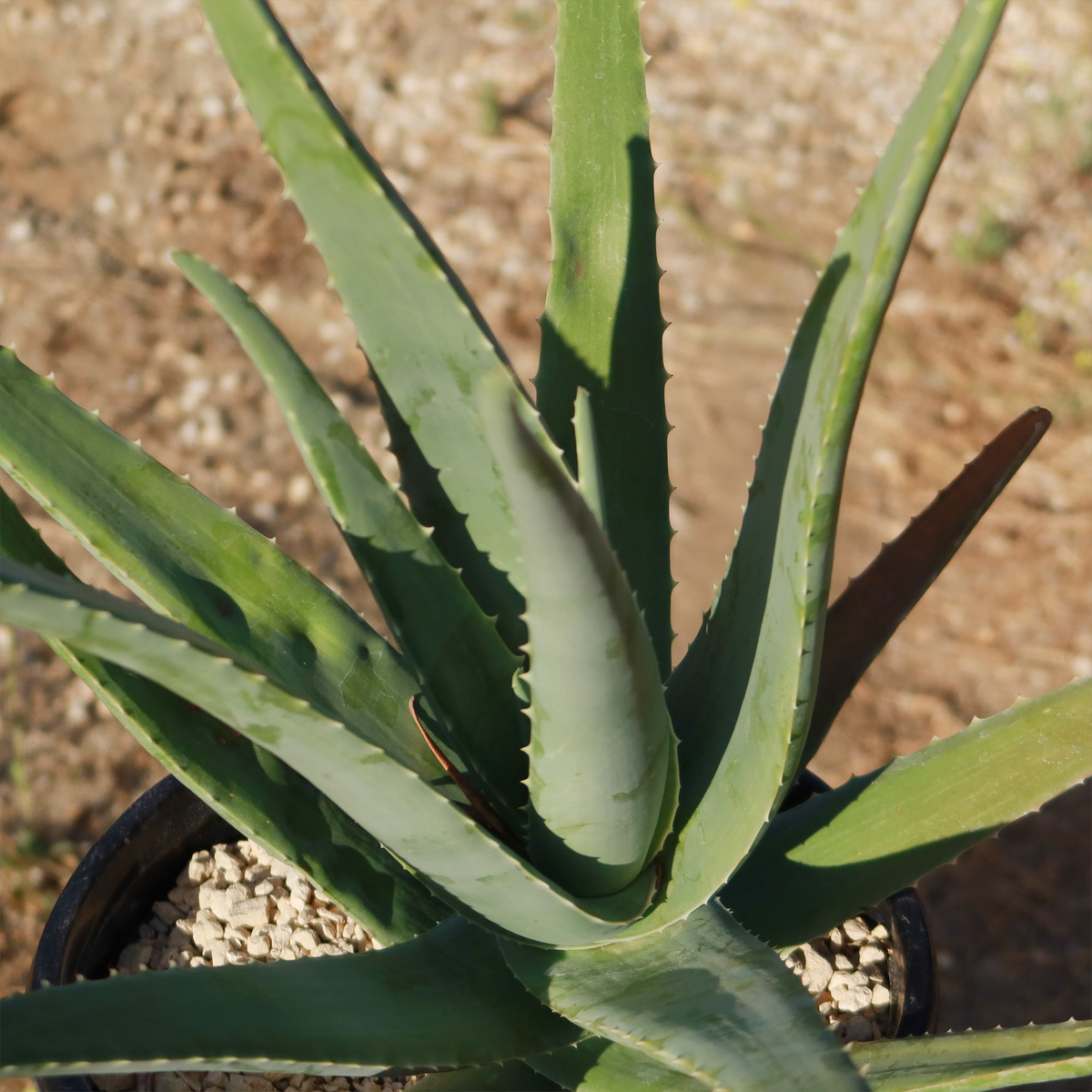 Aloe Vera Barbadensis Starter Plant with Pot – Rooted, Easy Care Succulent