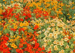 Alaska Mix Nasturtium Seeds - Variegated Foliage, Edible Flowers, Pollinator Attractor (Non-GMO) - 60 Days