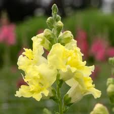 Antirrhinum majus Madame Butterfly Yellow Snapdragon Seeds - 1000+ Seeds