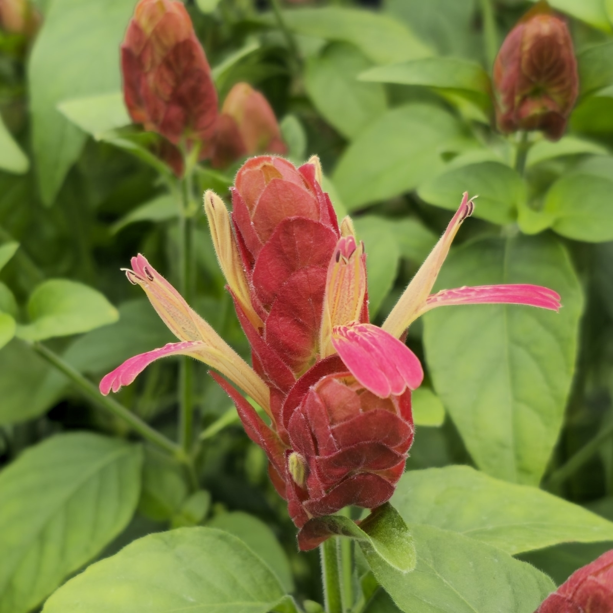 Justicia brandegeeana Mexican Shrimp Plant Starter Plant – Red Maroon Bracts, 5-7" Tall