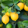 Lemon Eureka Tree Seedling - 3 to 8 Inches, Citrus limon | Bare Root Starter Plant
