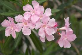 Oleander Pink | Nerium Oleander - 7 Live 6" Unrooted Cuttings