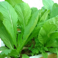 Chinese Mustard Green Seeds (Gai Choy) - 2000 Seeds, Brassica juncea, Full Sun, 30-45 Days