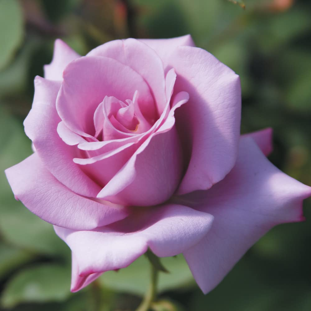 Rosa 'Blue Girl' Unrooted Cuttings – 3 × 6" Hybrid Tea Rose, Lavender-Blue Blooms