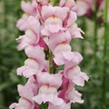 Antirrhinum majus Potomac Summer Berry Mix Snapdragon Seeds - 1000+ Seeds