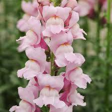 Antirrhinum majus Potomac Summer Berry Mix Snapdragon Seeds - 1000+ Seeds