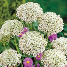 Allium Nigrum Bulbs - 5 White & Green Fragrant Flowers, Deer & Rabbit Resistant (USDA 4-8) - Cut & Dried
