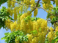 Golden Shower Tree Seeds - Cassia bicapsularis | 100 Seeds, Winter Bloom, Drought-Tolerant