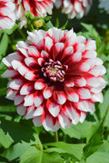 Dahlia Duet Tuber - Red & White Large Blooms, 30-36 in, Starter Plant