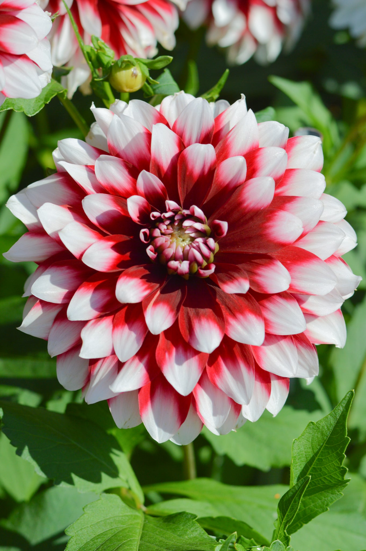 Dahlia Duet Tuber - Red & White Large Blooms, 30-36 in, Starter Plant