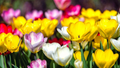 Tulip Pastel Romance Mix - 5 Bulbs (Pink, Purple, White, Salmon Yellow) for Gardens