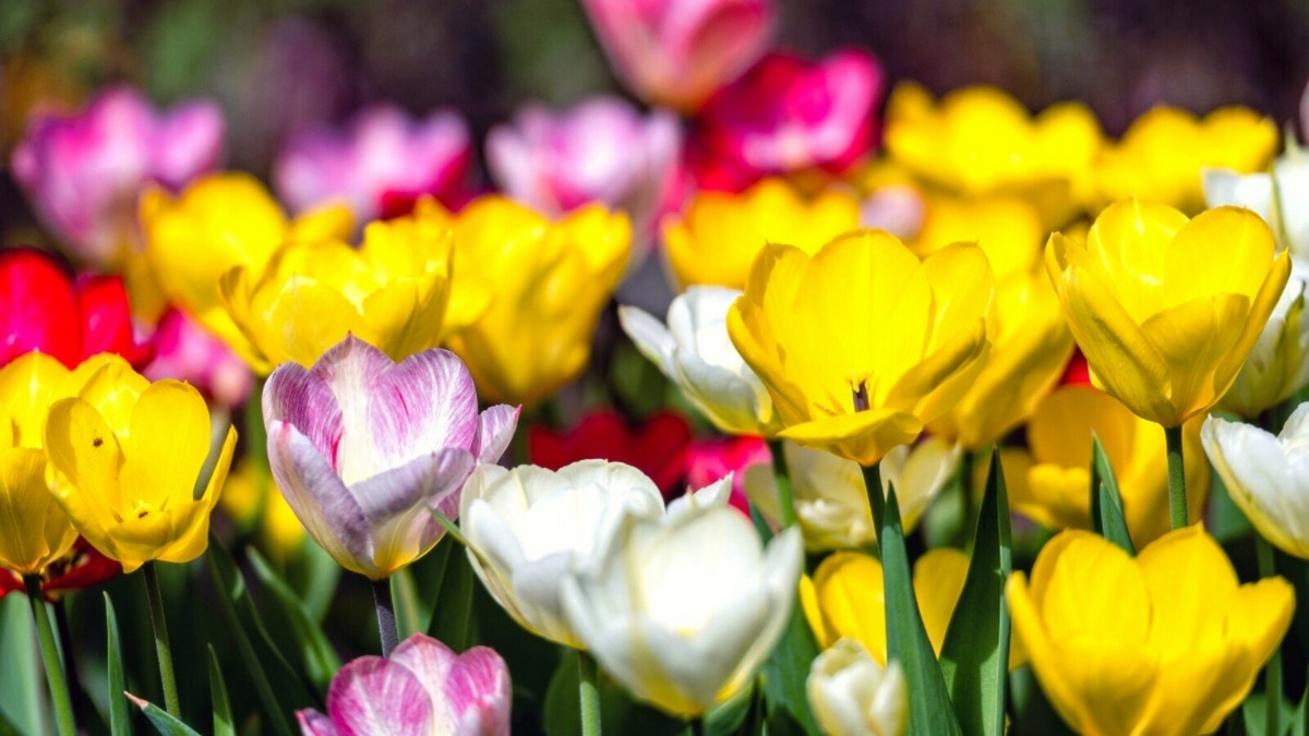 Tulip Pastel Romance Mix - 5 Bulbs (Pink, Purple, White, Salmon Yellow) for Gardens