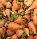 Oxheart Carrot (Daucus carota) - 200 Seeds Heirloom, Short Thick Roots, Sweet Flavor