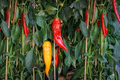 Jimmy Nardello Pepper Starter Plants (3) - Sweet Italian Pepper, High Yield