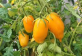 Banana Legs Tomato Seeds - Heirloom Yellow Paste Tomato (Solanum lycopersicum) — 75-80 Days