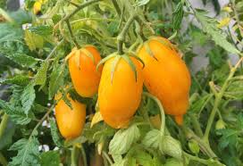 Banana Legs Tomato Seeds - Heirloom Yellow Paste Tomato (Solanum lycopersicum) — 75-80 Days