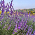Italian Lavender Seeds - Lavandula angustifolia | Heirloom, Non-GMO | 50 seeds