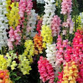 Magic Carpet Mix Snapdragon Seeds - 6-8 Inch Plants, Multicolor Blooms, Non-GMO