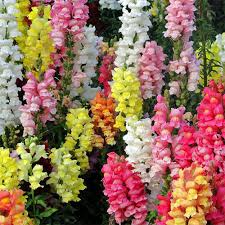 Magic Carpet Mix Snapdragon Seeds - 6-8 Inch Plants, Multicolor Blooms, Non-GMO