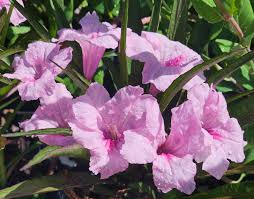 Pink Mexican Petunia (Ruellia brittoniana) Starter Plants - Bare Root, 5 Pack
