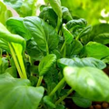 Pak Choi Bok Choi Taisai Seeds - 500mg Heirloom Non-GMO Brassica rapa var. chinensis