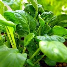 Pak Choi Bok Choi Taisai Seeds - 500mg Heirloom Non-GMO Brassica rapa var. chinensis